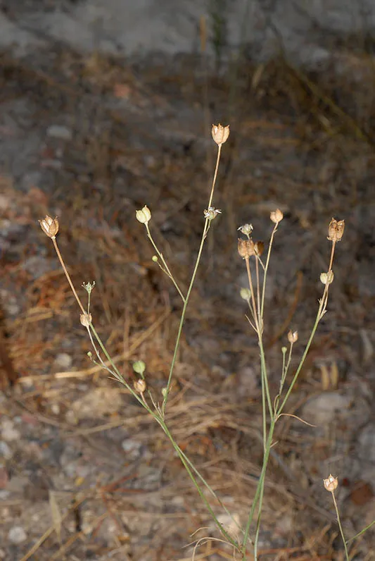 קצח (גרידלה) זעיר-פרחים צולם על ידי אורי פרגמן-ספיר