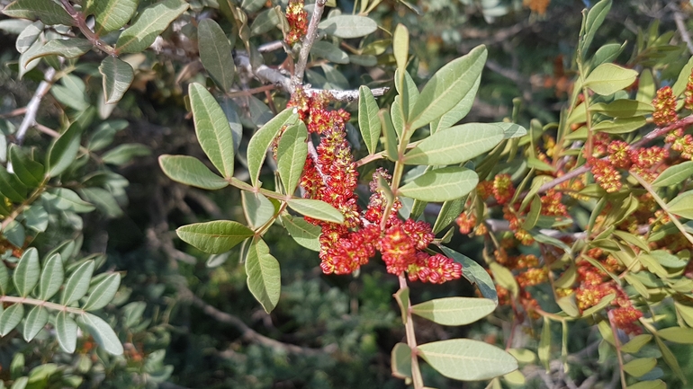 אזדרכת מצויה  