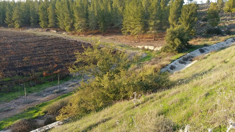 שיטת ויקטוריה  צולם על ידי אליאסף גוטמן 