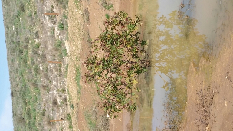 קיקיון מצוי  צולם על ידי עומרי בוכניק 