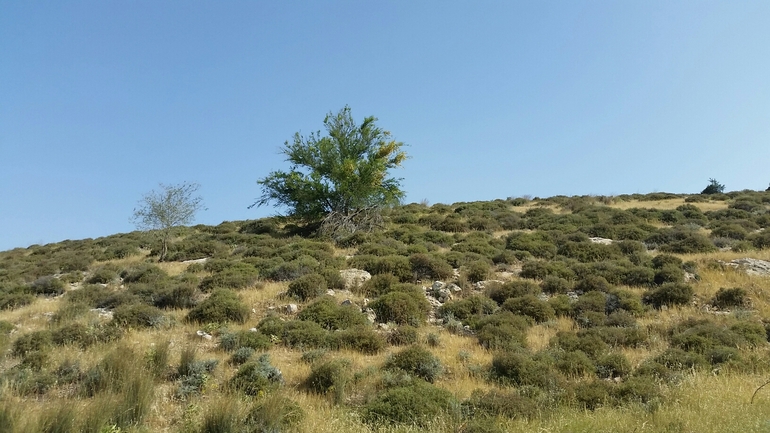 שיטת ויקטוריה  צולם על ידי אליאסף גוטמן 