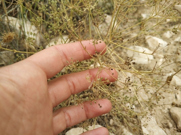 אזדרכת מצויה  צולם על ידי מרב לבל 