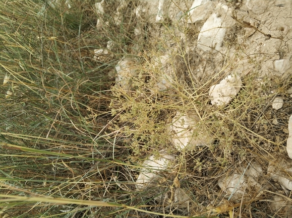 אזדרכת מצויה  צולם על ידי מרב לבל 