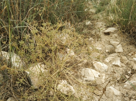 אזדרכת מצויה  צולם על ידי מרב לבל 