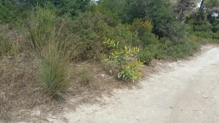 Golden Wreath Wattle, Orange Wattle  photographed by אלי סלייפצביץ 