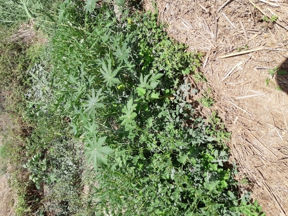 קיקיון מצוי  צולם על ידי עומרי גואלמן 