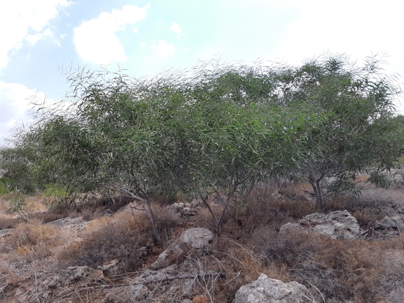 שיטה כחלחלה  צולם על ידי צליל לבין 