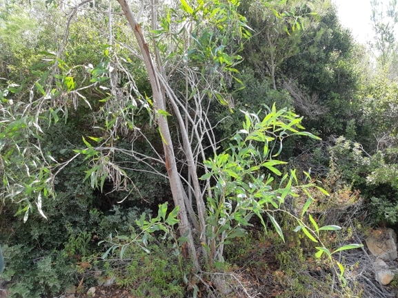 שיטה כחלחלה  צולם על ידי אלי סלייפצביץ 