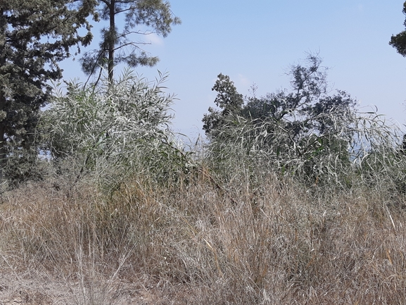 שיטה כחלחלה  צולם על ידי אלי סלייפצביץ 