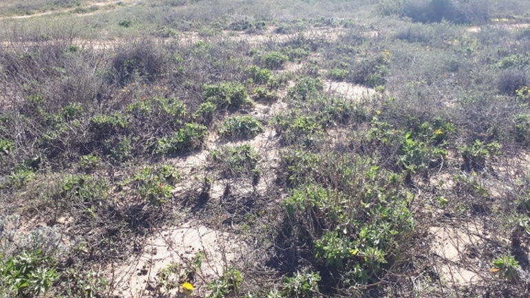 טיונית החולות  צולם על ידי לירז כברה 