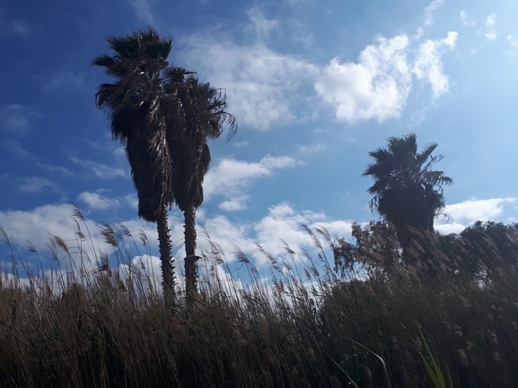 ושינגטוניה חסונה  צולם על ידי לירז כברה 