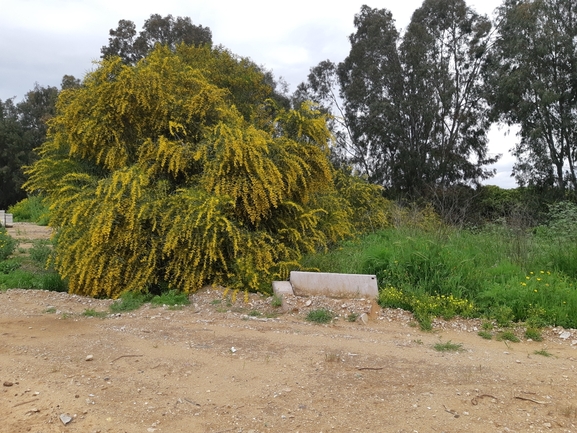 שיטה כחלחלה  צולם על ידי יונתן סבלסקי 