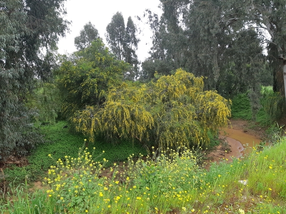 שיטה כחלחלה  צולם על ידי יונתן סבלסקי 