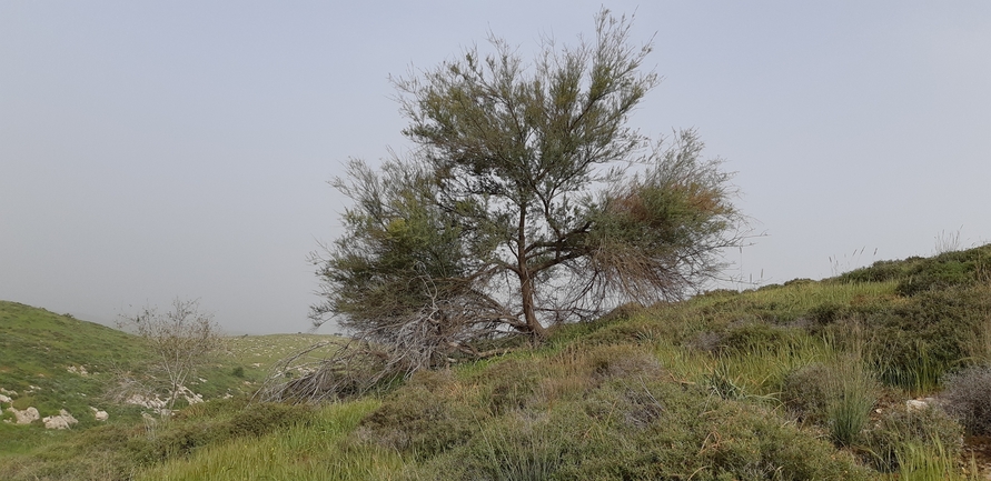 שיטת ויקטוריה  צולם על ידי אליאסף גוטמן 