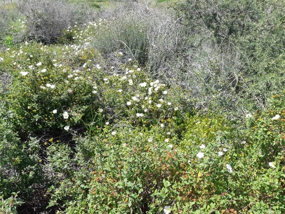 חמציץ נטוי  צולם על ידי מרגרטה וולצ'אק 