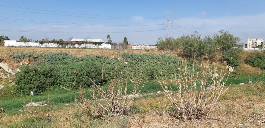 אמברוסיה מכונסת  צולם על ידי אוהד מאס 