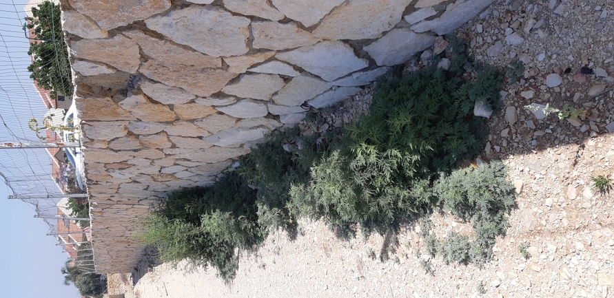 אמברוסיה מכונסת  צולם על ידי אבי ציפורי 