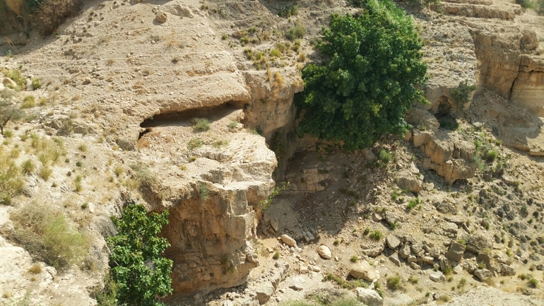 פיקוס בנגלי  צולם על ידי שקד בחבוט 