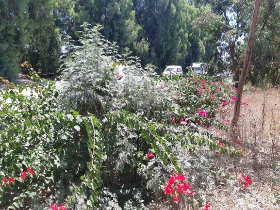 אמברוסיה מכונסת  צולם על ידי ירין טייטלר 