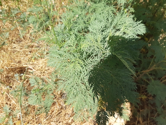 אמברוסיה מכונסת  צולם על ידי הדס כהנר 