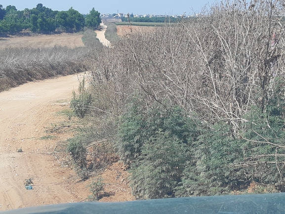 אמברוסיה מכונסת  צולם על ידי עמי לזר 