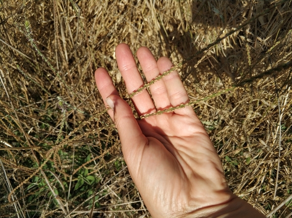 רב-מוץ מחוספס  צולם על ידי מרב לבל 