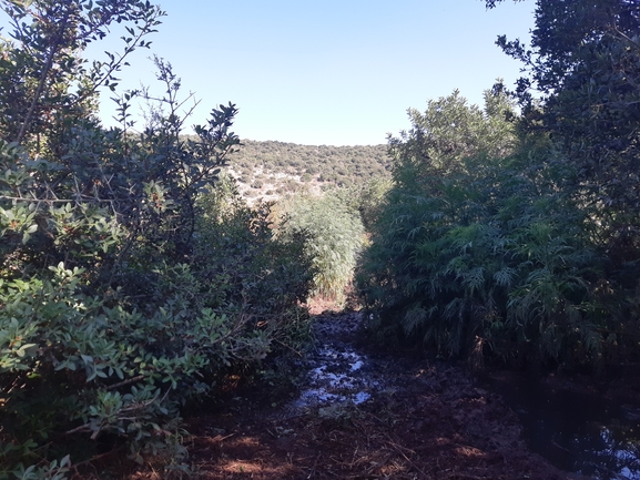 אמברוסיה מכונסת  צולם על ידי רמי יוספי 