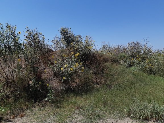 חמנית מצויה  צולם על ידי סיון מרדוק 