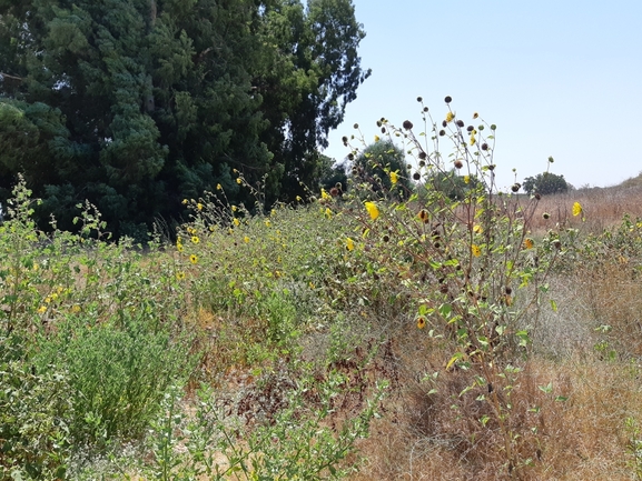 חמנית מצויה  צולם על ידי סיון מרדוק 