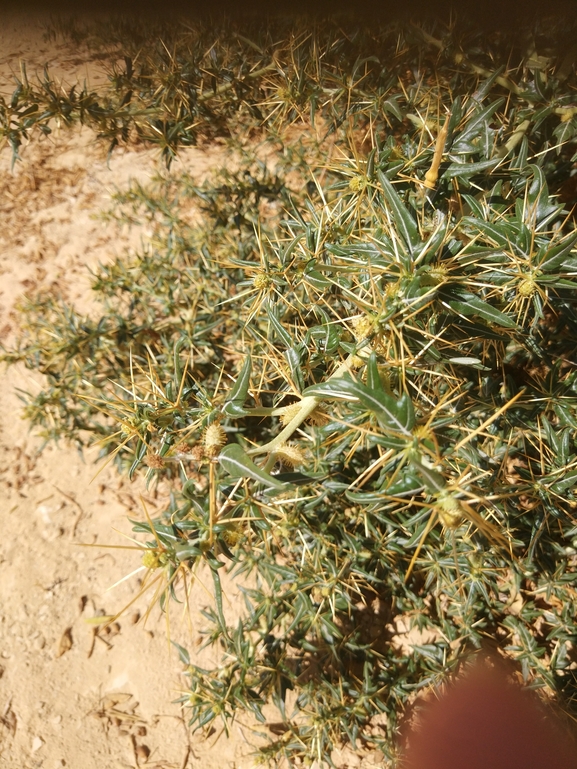 לכיד הנחלים  צולם על ידי תומר מזרחי 