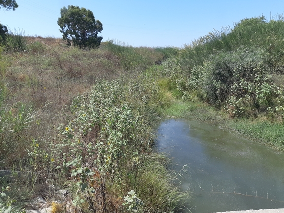 חמנית מצויה  צולם על ידי סיון מרדוק 