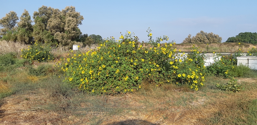 חמנית מצויה  צולם על ידי תומר עופרי 