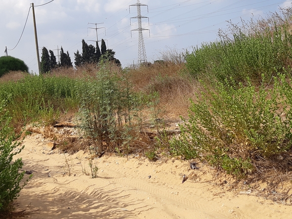 אמברוסיה מכונסת  צולם על ידי יוסי בן ארי 