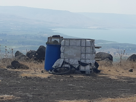 איכהורניה עבת-רגל  צולם על ידי שי קורן 