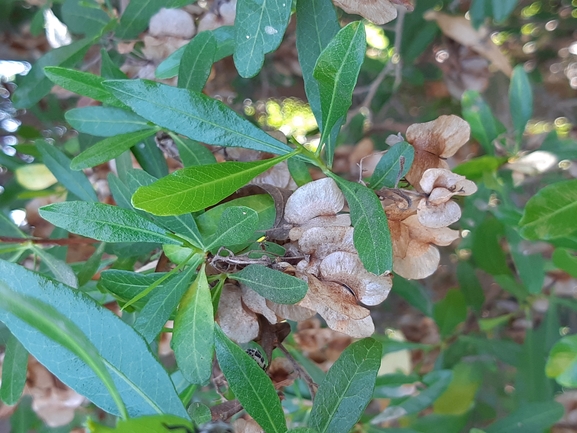 דודוניאה דביקה  צולם על ידי מרגרטה וולצ'אק 