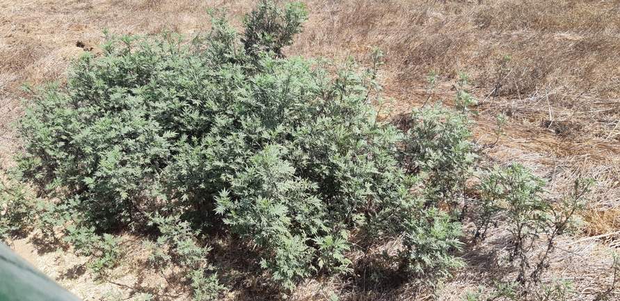 אמברוסיה מכונסת  צולם על ידי אוהד מאס 