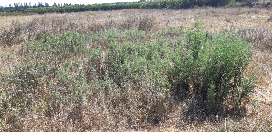 אמברוסיה מכונסת  צולם על ידי אוהד מאס 