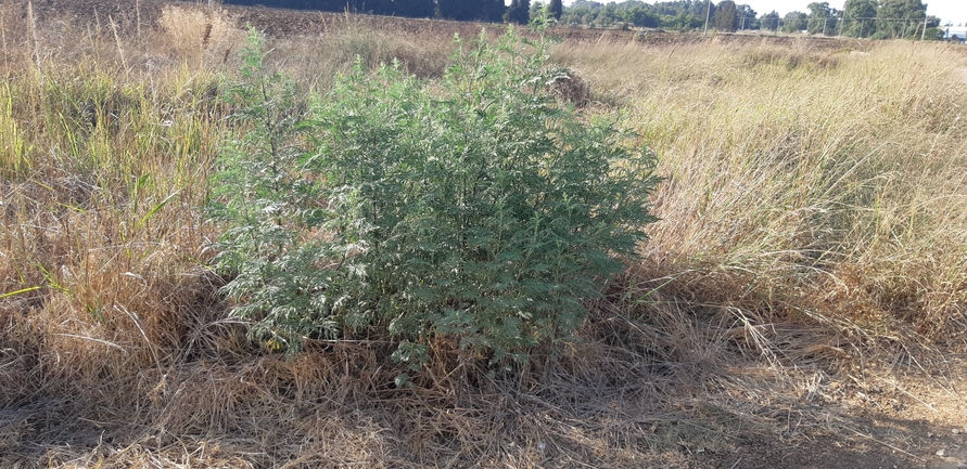 אמברוסיה מכונסת  צולם על ידי אוהד מאס 