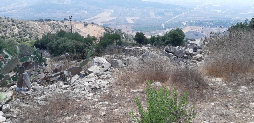 חמנית מצויה  צולם על ידי שלי נהרי 