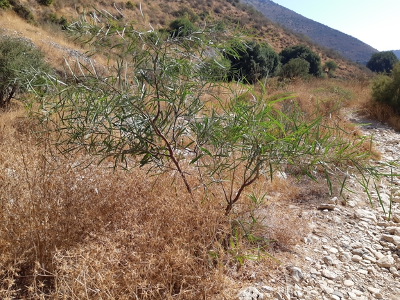 שיטה כחלחלה  צולם על ידי הדס כהנר 