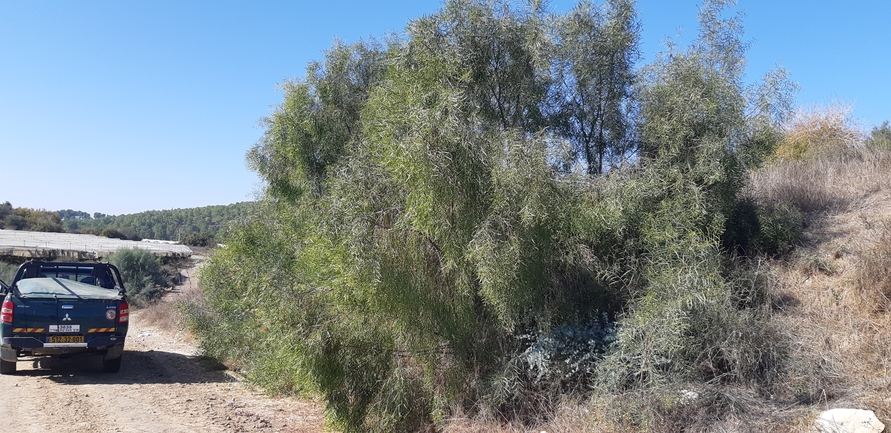 שיטה כחלחלה  צולם על ידי ליעד כהן 