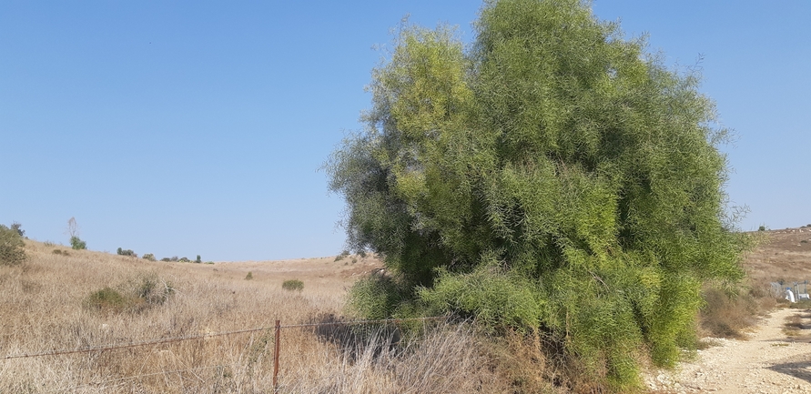 שיטה כחלחלה  צולם על ידי ליעד כהן 