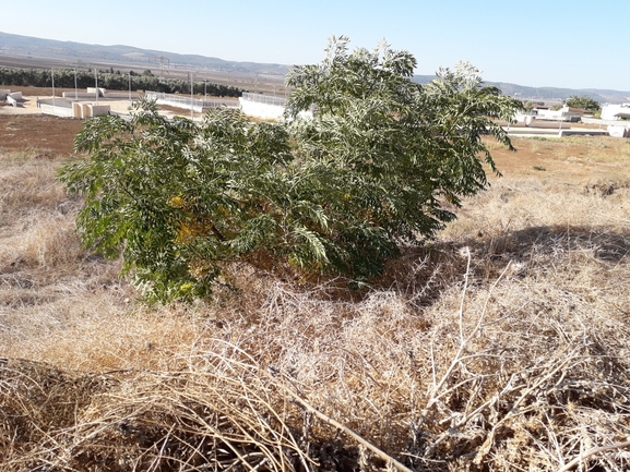 אזדרכת מצויה  צולם על ידי אמיר פרלברג 