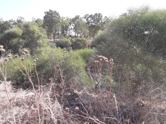 שיטה כחלחלה  צולם על ידי אמיר פרלברג 