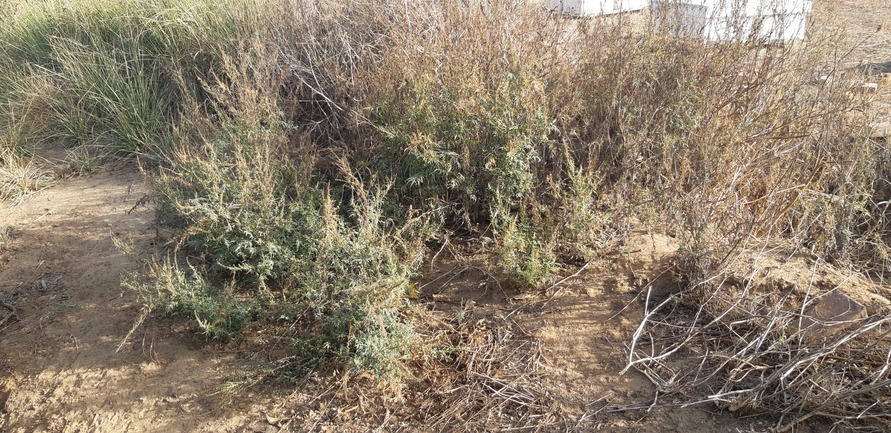 אמברוסיה מכונסת  צולם על ידי אוהד מאס 