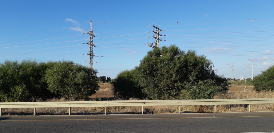 שיטה כחלחלה  צולם על ידי תומר עופרי 