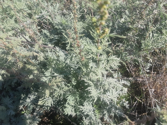 אמברוסיה מכונסת  צולם על ידי אוריה ואזנה 