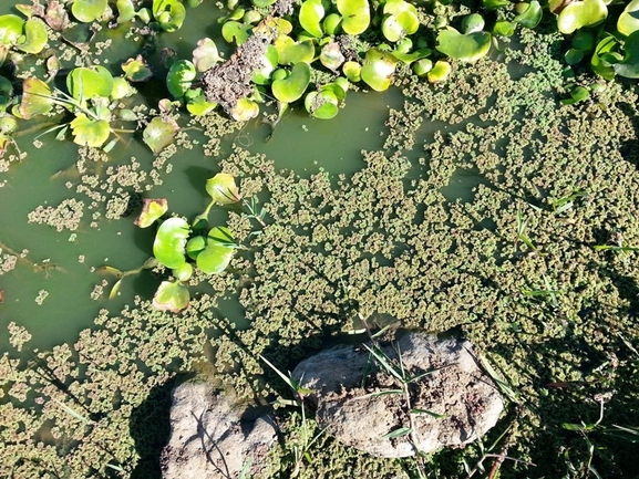 Common Water Hyacinth  photographed by michal shemesh 