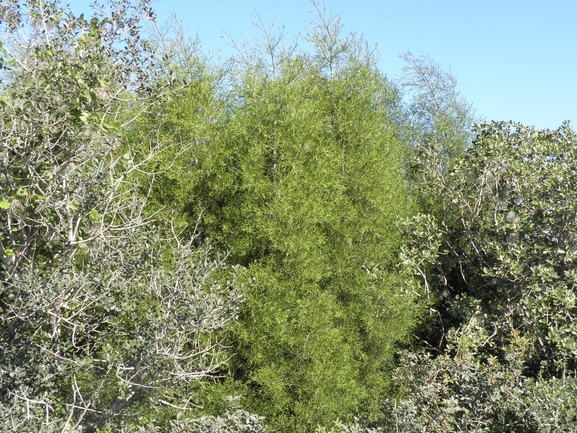 טטרקליניס מפריק  צולם על ידי מיכל שמש 