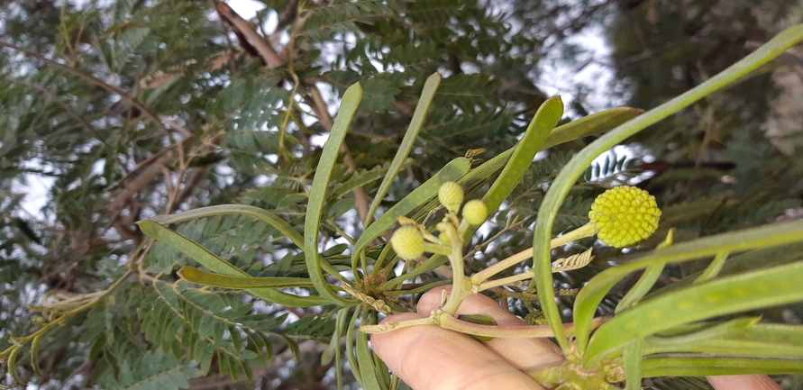 צחר כחלחל  צולם על ידי בן רוזנברג 